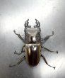 画像2: ルマウィノコギリクワガタ　♂４７ｍｍ／♀３１ｍｍ　成虫ペア　 (2)