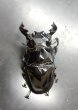 画像2: タランドゥスオオツヤクワガタ　♂７４ｍｍ／♀５３ｍｍ成虫ペア　 (2)