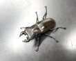 画像1: ルマウィノコギリクワガタ　♂４７ｍｍ／♀３１ｍｍ　成虫ペア　 (1)