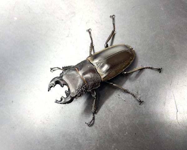 画像1: ルマウィノコギリクワガタ　♂４７ｍｍ／♀３１ｍｍ　成虫ペア　 (1)