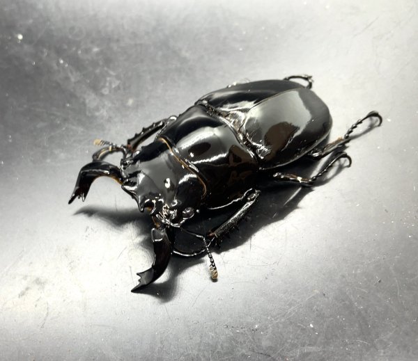 画像1: タランドゥスオオツヤクワガタ　♂７４ｍｍ／♀５３ｍｍ成虫ペア　 (1)