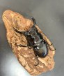 画像1: レギウスオオツヤクワガタ　♂７０ｍｍ／♀４２ｍｍ成虫ペア　 (1)