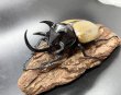 画像1: ⬛︎タイ便⬛︎ゴホンヅノカブト（WILD）　♂８０ｍｍＵＰ／♀５０ｍｍＵＰ　成虫ペア (1)
