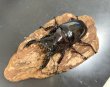 画像2: レギウスオオツヤクワガタ　♂７４ｍｍ／♀４２ｍｍ成虫ペア　 (2)