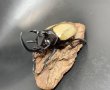 画像3: ⬛︎タイ便⬛︎ゴホンヅノカブト（WILD）　♂８０ｍｍＵＰ／♀５０ｍｍＵＰ　成虫ペア (3)