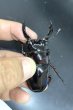 画像1: レギウスオオツヤクワガタ　♂７４ｍｍ／♀４２ｍｍ成虫ペア　 (1)