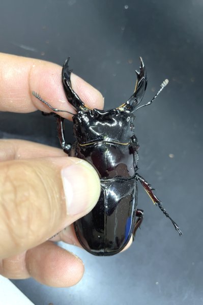 画像1: レギウスオオツヤクワガタ　♂７４ｍｍ／♀４２ｍｍ成虫ペア　 (1)