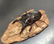 画像3: レギウスオオツヤクワガタ　♂７４ｍｍ／♀４２ｍｍ成虫ペア　 (3)