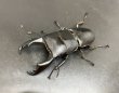 画像1: スラウェシヒラタ　♂８３ｍｍ／♀３９ｍｍ成虫ペア　 (1)