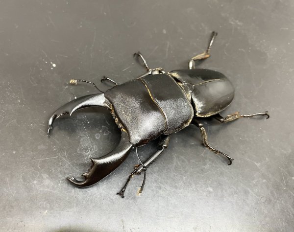 画像1: スラウェシヒラタ　♂８３ｍｍ／♀３９ｍｍ成虫ペア　 (1)