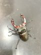 画像2: ケルブスミヤマクワガタ　♂６５ｍｍA'品／♀４１ｍｍ　成虫ペア (2)