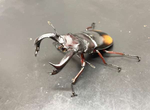 画像3: エロンガトゥスフタマタクワガタ　♂７２ｍｍ／♀４３ｍｍ　成虫ペア　 (3)