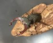 画像1: ケルブスミヤマクワガタ　♂７１ｍｍA'品／♀４２ｍｍ　成虫ペア (1)