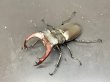 画像1: ケルブスミヤマクワガタ　♂６４ｍｍ／♀４２ｍｍ　成虫ペア (1)