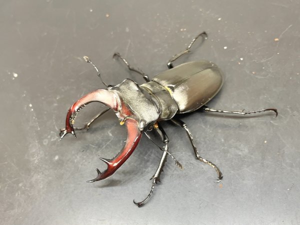 画像1: ケルブスミヤマクワガタ　♂６４ｍｍ／♀４２ｍｍ　成虫ペア (1)