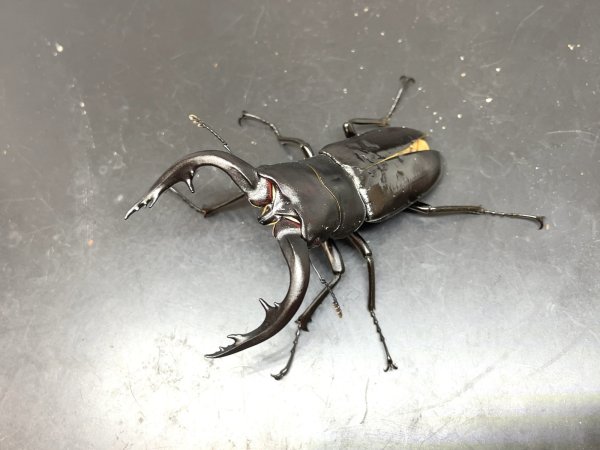 画像1: アマミノコギリクワガタ　♂７２ｍｍＢ品／♀３９〜４０ｍｍ　成虫ペア　 (1)