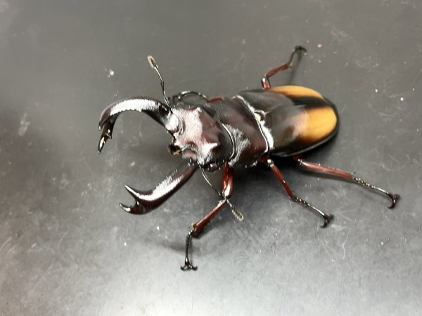 画像1: エロンガトゥスフタマタクワガタ　♂７２ｍｍ／♀４３ｍｍ　成虫ペア　 (1)