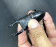 画像2: スラウェシヒラタ　♂８３ｍｍ／♀３９ｍｍ成虫ペア　 (2)