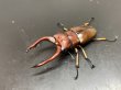 画像1: アスタコイデスノコギリクワガタ　♂６７ｍｍ／♀２８ｍｍ　成虫ペア　 (1)