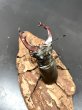 画像3: ケルブスミヤマクワガタ　♂７１ｍｍ／♀４２ｍｍ　成虫ペア (3)