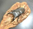 画像2: スジブトヒラタクワガタ　♂５４ｍｍ／♀３６ｍｍ　成虫ペア　 (2)