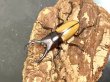 画像1: ブルイジンノコギリクワガタ　♂４０ｍｍＵＰ／♀Ｆｒｅｅ　成虫ペア　 (1)