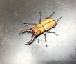 画像2: オキピタリスノコギリクワガタ　♂４０ｍｍＵＰ／♀Ｆｒｅｅ　成虫ペア　 (2)