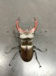 画像3: ケルブスミヤマクワガタ　♂６４ｍｍ／♀４２ｍｍ　成虫ペア (3)