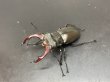 画像1: ケルブスミヤマクワガタ　♂６２ｍｍ／♀４１ｍｍ　成虫ペア (1)