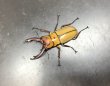 画像1: オキピタリスノコギリクワガタ　♂４０ｍｍＵＰ／♀Ｆｒｅｅ　成虫ペア　 (1)