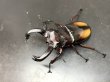 画像2: エロンガトゥスフタマタクワガタ　♂７２ｍｍ／♀４３ｍｍ　成虫ペア　 (2)