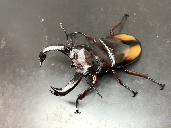 画像2: エロンガトゥスフタマタクワガタ　♂７２ｍｍ／♀４３ｍｍ　成虫ペア　 (2)