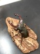 画像2: ケルブスミヤマクワガタ　♂７１ｍｍ／♀４２ｍｍ　成虫ペア (2)