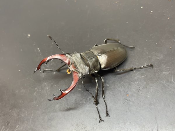 画像1: ケルブスミヤマクワガタ　♂６１ｍｍ／♀４０ｍｍ　成虫ペア (1)