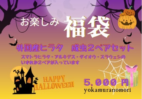 画像1: お楽しみ福袋　５,０００円　（外国産ヒラタ成虫２ペア） (1)