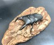 画像1: スジブトヒラタクワガタ　♂５４ｍｍ／♀３６ｍｍ　成虫ペア　 (1)