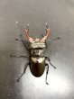 画像2: ケルブスミヤマクワガタ　♂６２ｍｍ／♀４１ｍｍ　成虫ペア (2)