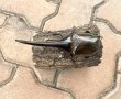 画像2: D.H.ヘラクレスオオカブト 　♂１４１ｍｍ／♀７０ｍｍ　成虫ペア  (2)