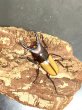 画像2: ブルイジンノコギリクワガタ　♂４０ｍｍＵＰ／♀Ｆｒｅｅ　成虫ペア　 (2)