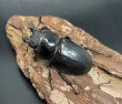 画像1: 【即ブリ】♀単品　３頭セット／ケルブスミヤマクワガタ (1)