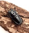 画像2: レギウスオオツヤクワガタ　♀３８ｍｍ単品　 (2)