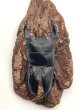 画像2: オオクワガタ（アンバランス血統アブレイズ）　♂７２ｍｍＢ品　単品 (2)
