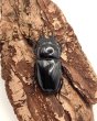 画像1: レギウスオオツヤクワガタ　♀３８ｍｍ単品　 (1)