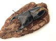 画像1: オオクワガタ（アンバランス血統アブレイズ）　♂７２ｍｍＢ品　単品 (1)