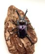 画像2: ニジイロクワガタ（紫紺血統）♂５５ｍｍ／♀３７ｍｍ成虫ペア (2)