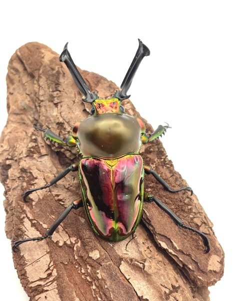 画像1: ニジイロクワガタ（レッド血統）♂５９ｍｍ／♀３７ｍｍ成虫ペア (1)