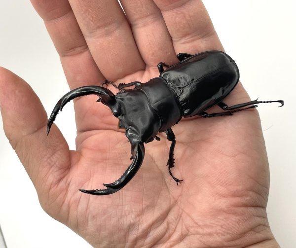 画像1: ウエストウッディオオシカ（ディバンバレー産）幼虫３頭 (1)