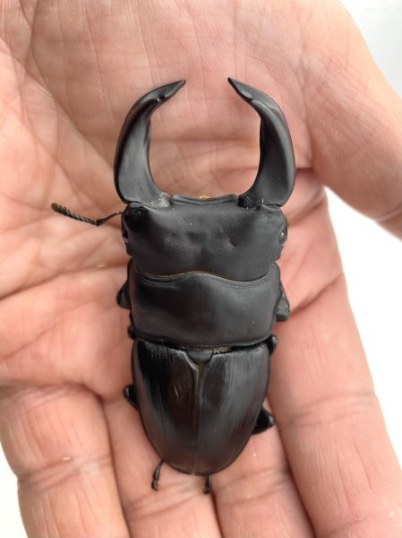 画像2: ホペイオオクワガタ（極太血統）　♂７３ｍｍ／♀４５ｍｍ　成虫ペア (2)