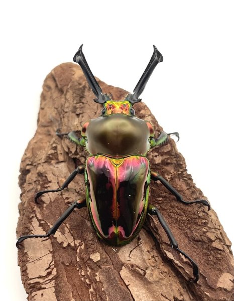 画像3: ニジイロクワガタ（レッド血統）♂５９ｍｍ／♀３７ｍｍ成虫ペア (3)