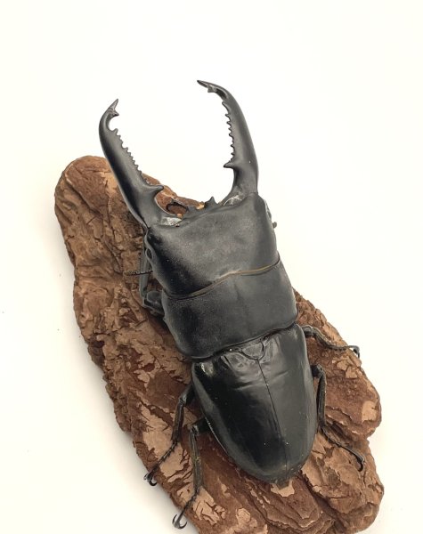 画像2: パラワンヒラタ　♂９６ｍｍ／♀４５ｍｍ成虫ペア (2)